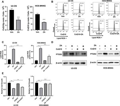 Zoledronic acid induces ferroptosis by reducing ubiquinone and promoting HMOX1 expression in osteosarcoma cells